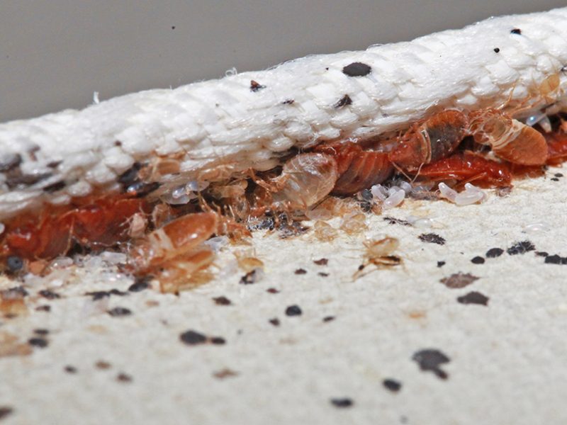 Signs Your Home Has Bedbugs Bedbug Infestation Pest Control in